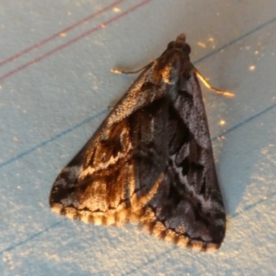Dichromodes stilbiata (White-barred Heath Moth) at Boro - 22 Aug 2023 by Paul4K