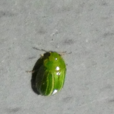 Calomela pallida (Leaf beetle) at Boro - 23 Aug 2023 by Paul4K