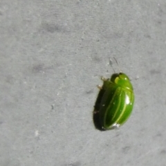 Peltoschema sp. (genus) at Borough, NSW - 23 Aug 2023