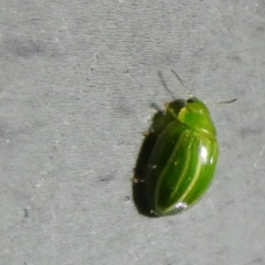 Peltoschema sp. (genus) at Borough, NSW - suppressed