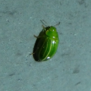 Peltoschema sp. (genus) at Borough, NSW - 23 Aug 2023