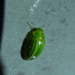 Peltoschema sp. (genus) at Borough, NSW - 23 Aug 2023