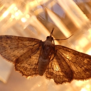 Pasiphilodes testulata at Borough, NSW - suppressed