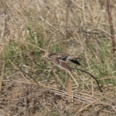 Gallinago hardwickii (Latham's Snipe) at Fyshwick, ACT - 25 Aug 2023 by rawshorty