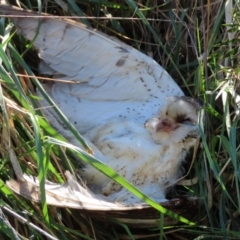 Tyto alba (Barn Owl) at Jerrabomberra Wetlands - 26 Aug 2023 by SandraH