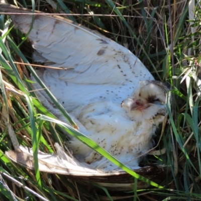 Tyto alba (Barn Owl) at Jerrabomberra Wetlands - 26 Aug 2023 by SandraH
