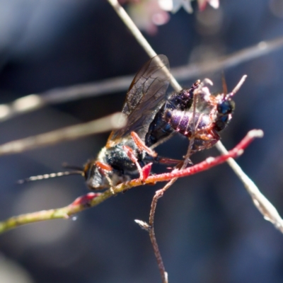 Thynninae (subfamily) (Smooth flower wasp) at Tuggeranong, ACT - 20 Aug 2023 by KorinneM