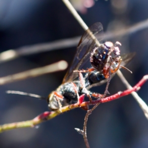 Thynninae (subfamily) at Tuggeranong, ACT - 20 Aug 2023