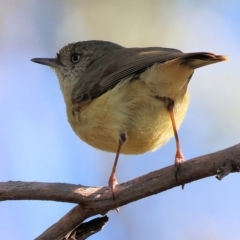 Acanthiza reguloides (Buff-rumped Thornbill) at Albury, NSW - 26 Aug 2023 by KylieWaldon