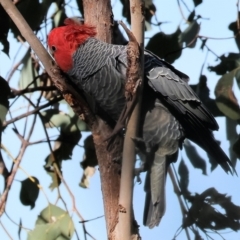 Callocephalon fimbriatum (Gang-gang Cockatoo) at Albury, NSW - 26 Aug 2023 by KylieWaldon