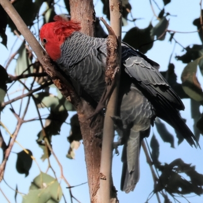 Callocephalon fimbriatum (Gang-gang Cockatoo) at Albury, NSW - 26 Aug 2023 by KylieWaldon