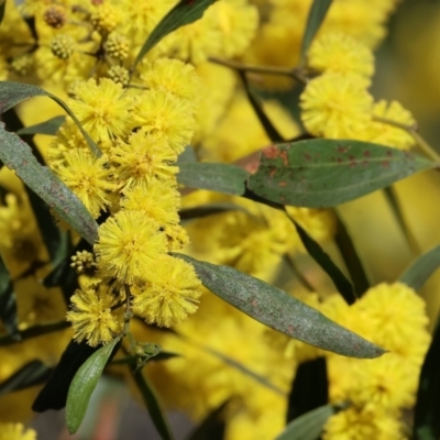 Acacia verniciflua (Varnish Wattle) at Glenroy, NSW - 26 Aug 2023 by KylieWaldon