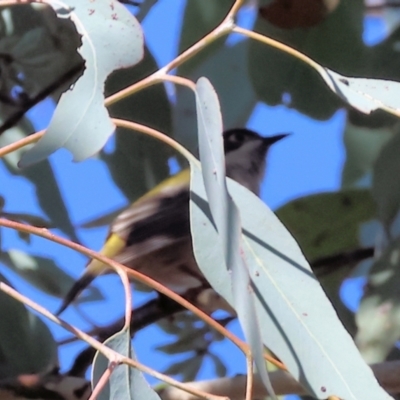 Melithreptus brevirostris (Brown-headed Honeyeater) at Albury, NSW - 26 Aug 2023 by KylieWaldon