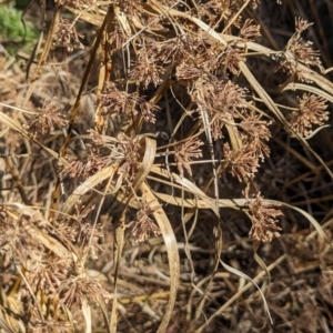 Cyperus eragrostis at Watson, ACT - 26 Aug 2023 11:37 AM