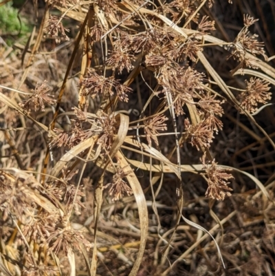Cyperus eragrostis (Umbrella Sedge) at Watson, ACT - 26 Aug 2023 by CattleDog