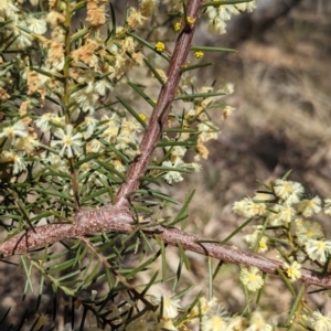 Acacia genistifolia at Watson, ACT - 26 Aug 2023 11:38 AM