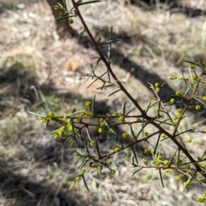 Acacia genistifolia at Watson, ACT - 26 Aug 2023 11:38 AM