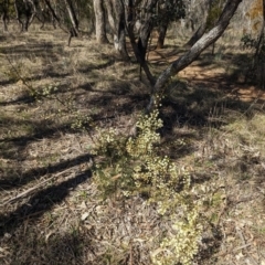 Acacia genistifolia at Watson, ACT - 26 Aug 2023 11:38 AM