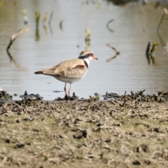 Charadrius melanops (Black-fronted Dotterel) at Fyshwick, ACT - 25 Aug 2023 by RodDeb