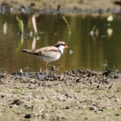 Charadrius melanops at Fyshwick, ACT - 25 Aug 2023