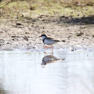 Charadrius melanops at Fyshwick, ACT - 25 Aug 2023