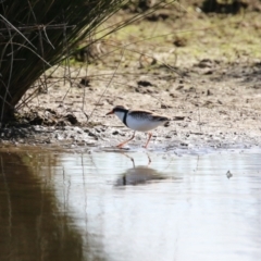 Charadrius melanops at Fyshwick, ACT - 25 Aug 2023