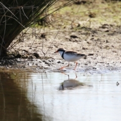 Charadrius melanops at Fyshwick, ACT - 25 Aug 2023