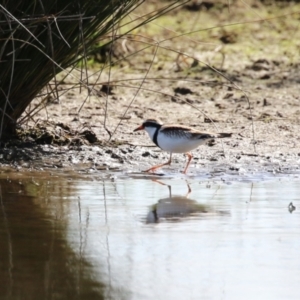 Charadrius melanops at Fyshwick, ACT - 25 Aug 2023 01:48 PM