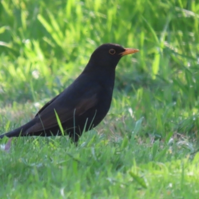 Turdus merula (Eurasian Blackbird) at Fyshwick, ACT - 25 Aug 2023 by RodDeb