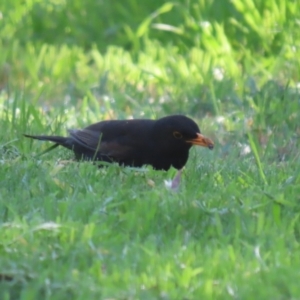 Turdus merula at Fyshwick, ACT - 25 Aug 2023