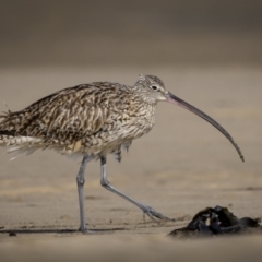 Numenius madagascariensis (Eastern Curlew) at Old Bar, NSW - 24 Aug 2023 by trevsci