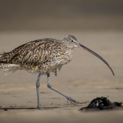Numenius madagascariensis (Eastern Curlew) at Old Bar, NSW - 24 Aug 2023 by trevsci