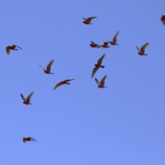 Eolophus roseicapilla at Fyshwick, ACT - 25 Aug 2023