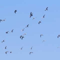 Eolophus roseicapilla at Fyshwick, ACT - 25 Aug 2023