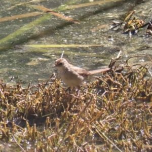 Poodytes gramineus at Fyshwick, ACT - 25 Aug 2023