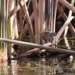 Poodytes gramineus at Fyshwick, ACT - 25 Aug 2023