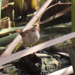 Poodytes gramineus at Fyshwick, ACT - 25 Aug 2023