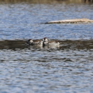 Malacorhynchus membranaceus at Fyshwick, ACT - 25 Aug 2023