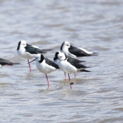 Himantopus leucocephalus (Pied Stilt) at Cleveland, QLD - 25 Aug 2023 by TimL