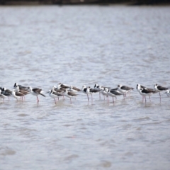 Himantopus leucocephalus at Cleveland, QLD - 25 Aug 2023 12:13 PM