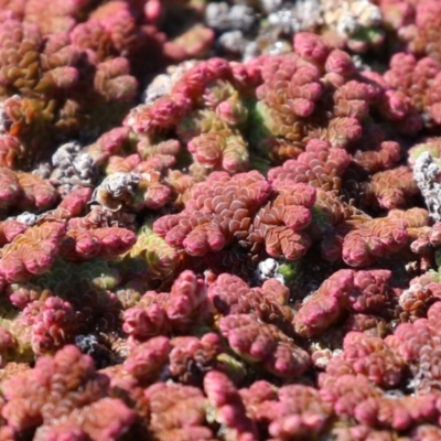 Azolla rubra (Red Water Fern) at Fyshwick, ACT - 25 Aug 2023 by RodDeb
