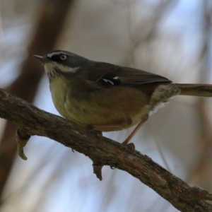 Sericornis frontalis at Fyshwick, ACT - 25 Aug 2023