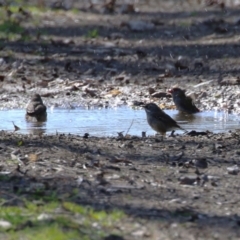 Sericornis frontalis at Fyshwick, ACT - 25 Aug 2023