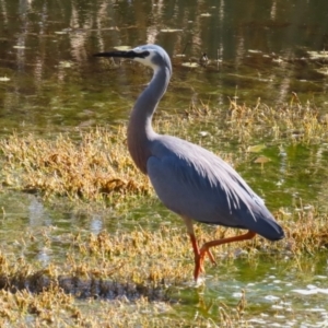 Egretta novaehollandiae at Fyshwick, ACT - 25 Aug 2023 02:18 PM