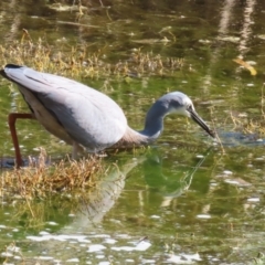 Egretta novaehollandiae at Fyshwick, ACT - 25 Aug 2023 02:18 PM