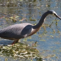 Egretta novaehollandiae at Fyshwick, ACT - 25 Aug 2023 02:18 PM