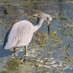 Egretta novaehollandiae at Fyshwick, ACT - 25 Aug 2023 02:18 PM