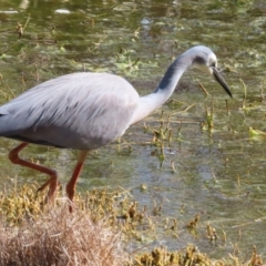 Egretta novaehollandiae at Fyshwick, ACT - 25 Aug 2023 02:18 PM