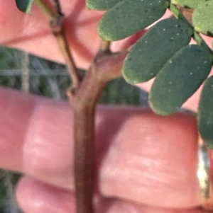 Acacia rubida at Yarralumla, ACT - 26 Aug 2023