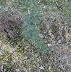 Acacia rubida at Yarralumla, ACT - 26 Aug 2023